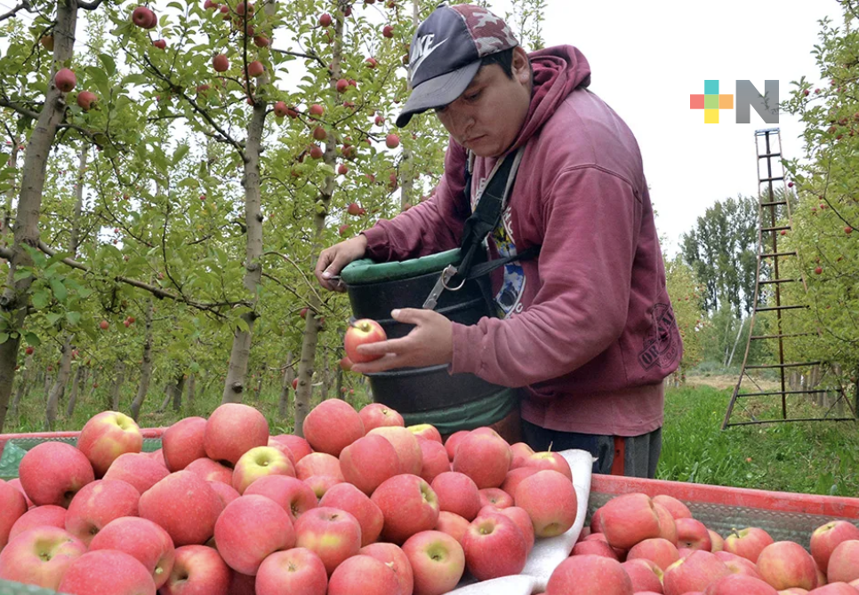 Reconoce Sader trabajo de productores de manzana mexicana